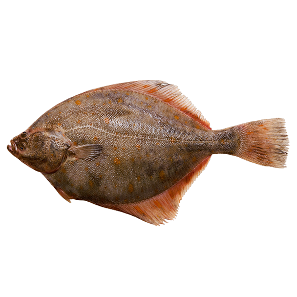 рыба камбала от производителя Атлант Фиш