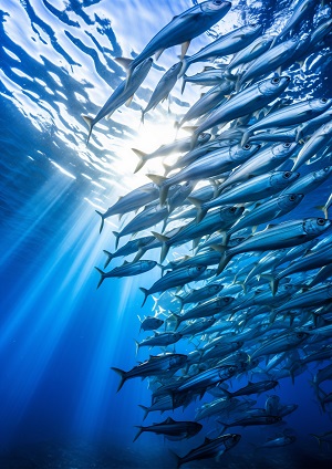 морепродукты оптом