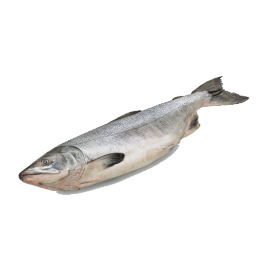 Горбуша оптом от производителя Атлант-Фиш