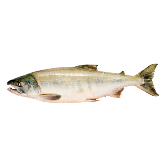 рыба кета от производителя Атлант