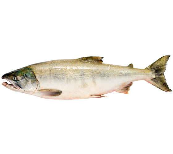 Красная рыба оптом от производителя Атлант-Фиш