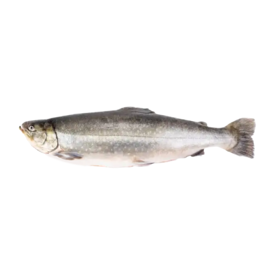 Голец оптом от производителя Атлант-Фиш