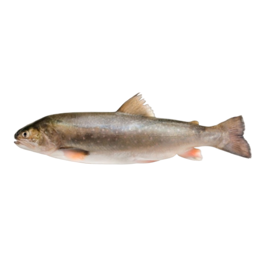 Кунджа оптом от производителя Атлант-Фиш