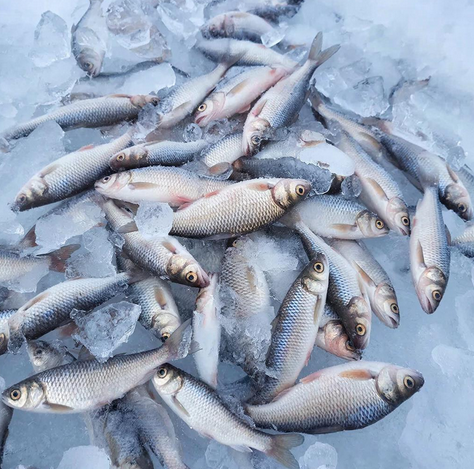 Навага путина 2026