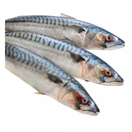 рыба скумбрия от производителя Атлант