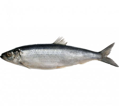 рыба сельдь от производителя Атлант