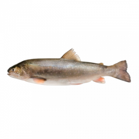 Кунджа оптом от производителя Атлант-Фиш