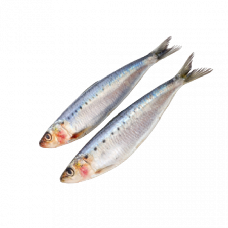 Сардина иваси оптом от производителя Атлант-Фиш